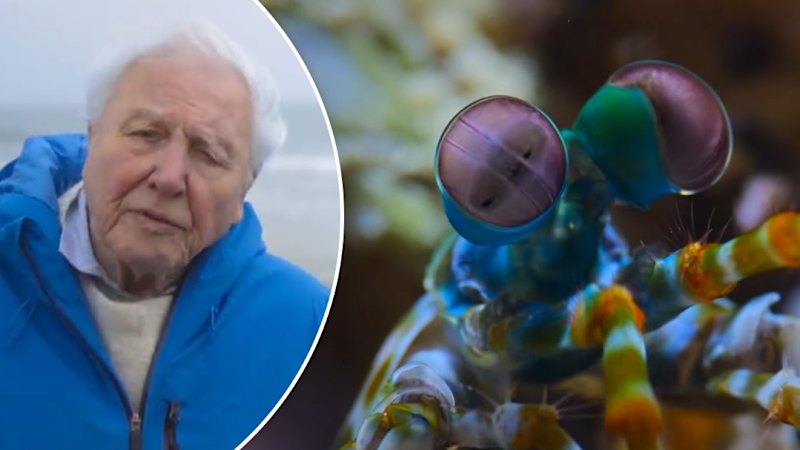 First look at new David Attenborough film