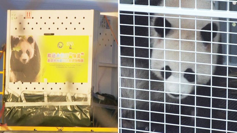 Giant pandas arrive in Australia bound for Adelaide Zoo