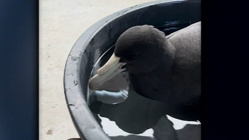 Fifth case of bird flu confirmed