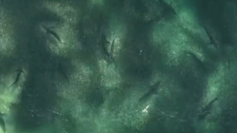 Dozens of sharks in the shallows at NSW beach