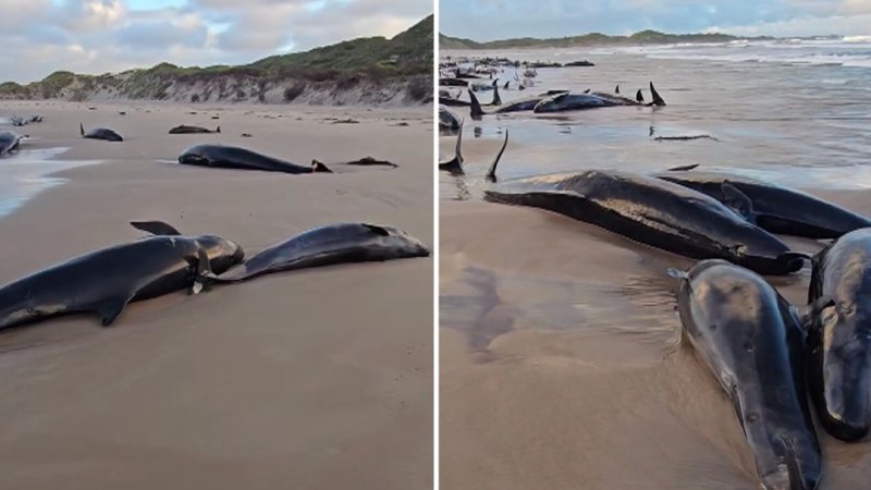 More than 150 whales stranded