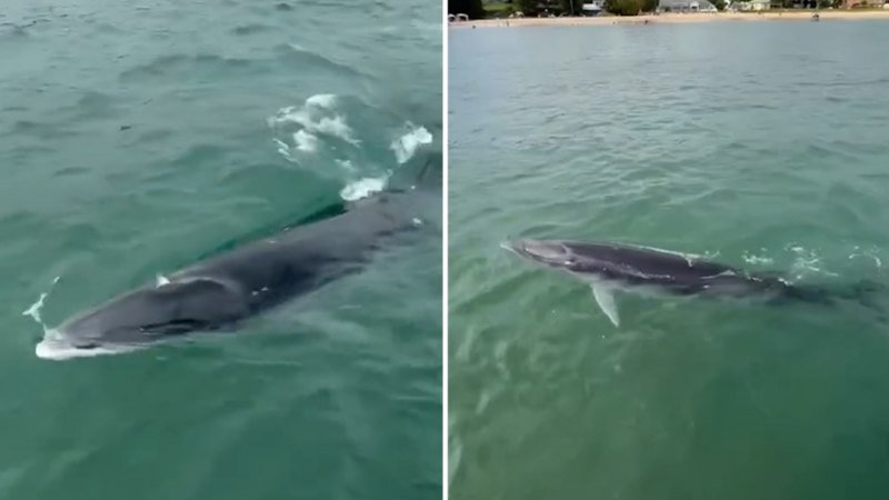 Rare Antarctic whale spotted in Sydney