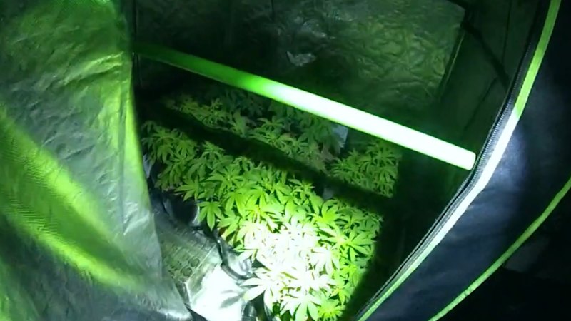 QLD Police charged a 50-year-old man with drug charged following a raid