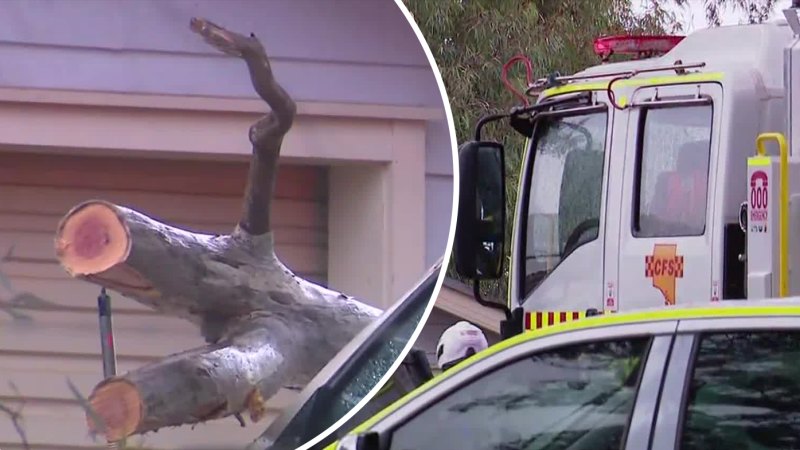 Man seriously injured after massive tree branch falls