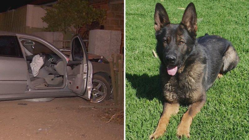 Man tracked down by police dogs after allegedly fleeing crash