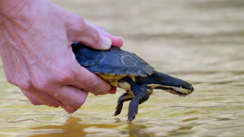 Understanding the shift in Born to be wild