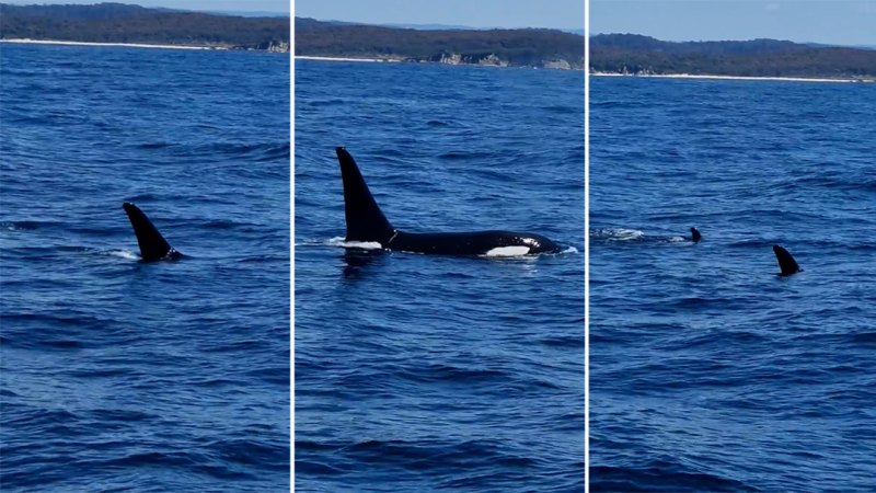Australian couple have 'lucky' close encounter with pod of killer whales