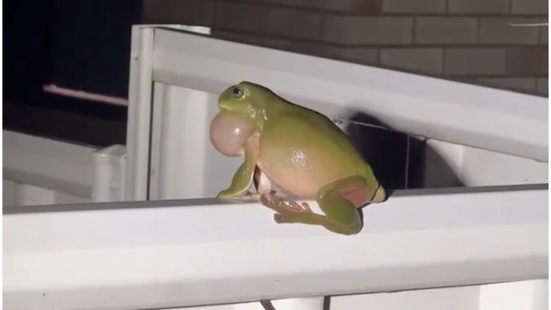Green tree frogs spotted around Gold Coast after deluge