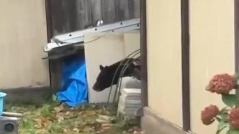 Japonska vojska poslana na pomoč pri obrambi pred napadi medvedov