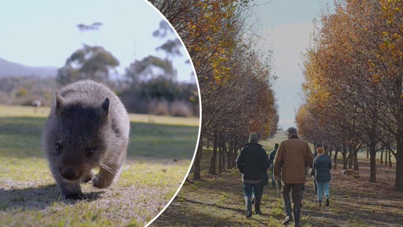 Tasmania hiring 'wombat walker' in bid to attract tourists