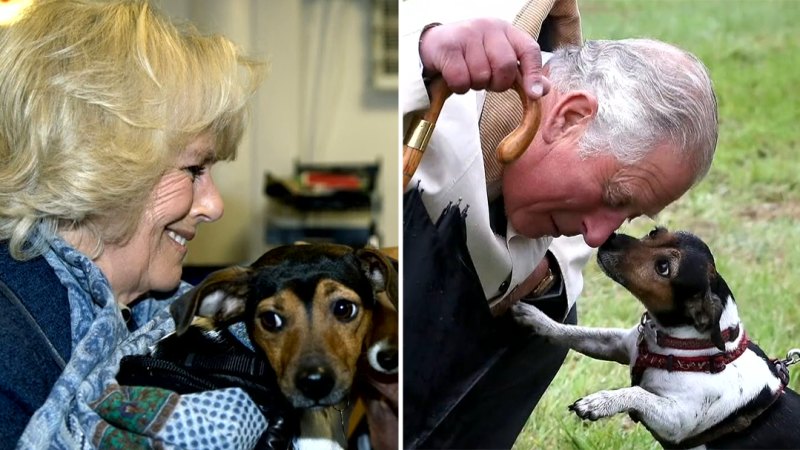 Queen Camilla ‘heartbroken’ by death of rescue dog