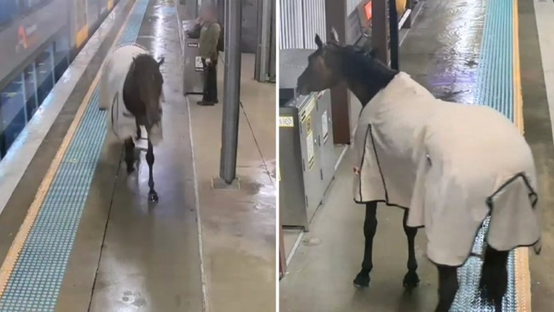 Racehorse goes rogue at Sydney train station