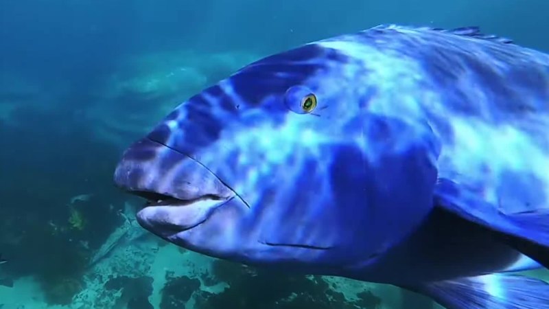 New protections in place for Blue Groper after brutal killing of beloved fish
