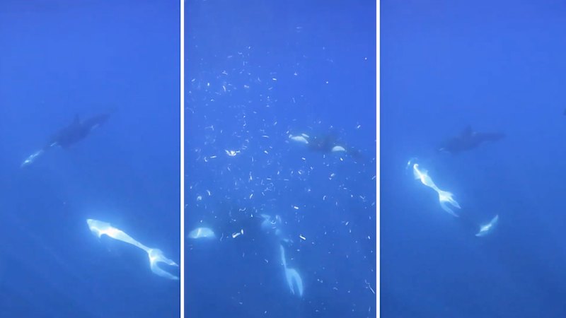 Orcas work together to explode a sunfish