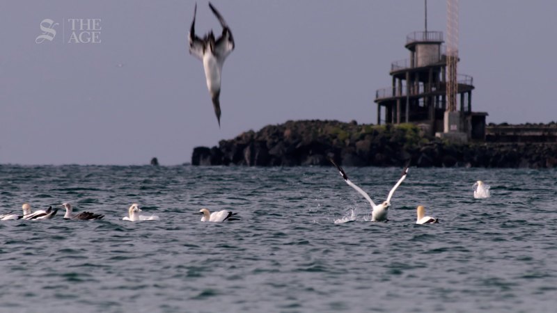Gannets diving into the sea in Portland, Victoria