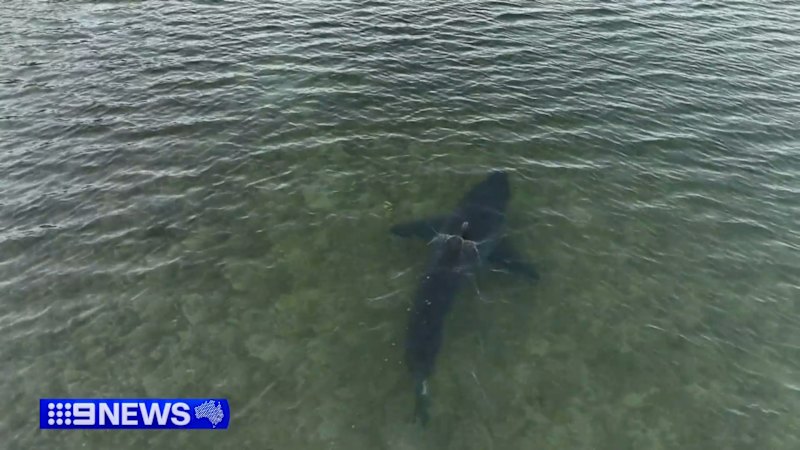 Another shark sighted near attack at SA beach
