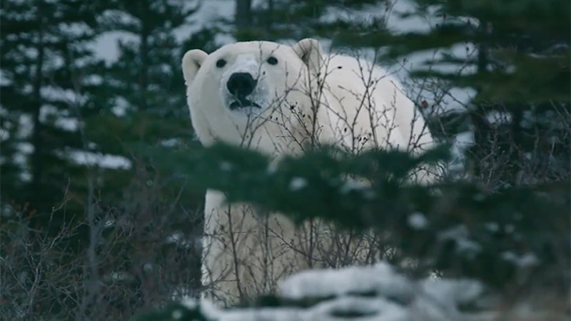 A24 documentary “Nuisance Bear” to screen at MIFF 2026