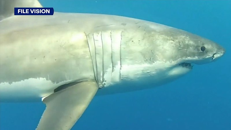 Third spearfisher killed in four weeks off WA coast