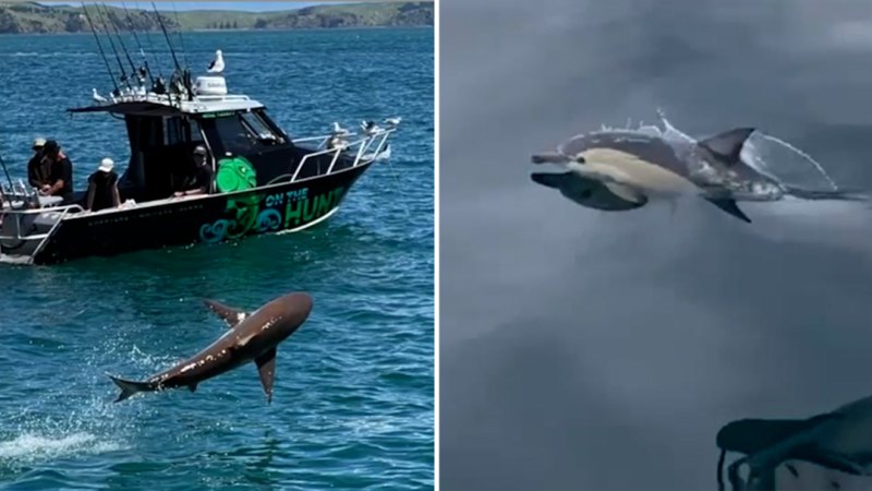 Auckland'da yunus gibi sıçrayan köpekbalığı yakalandı