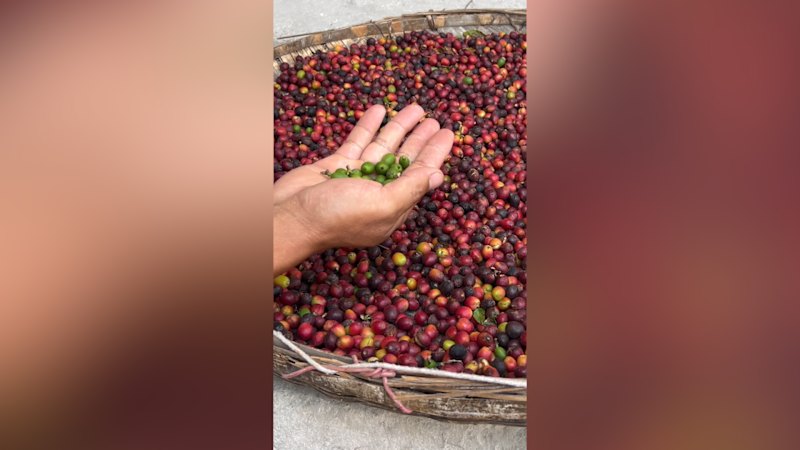 China's coffee revolution