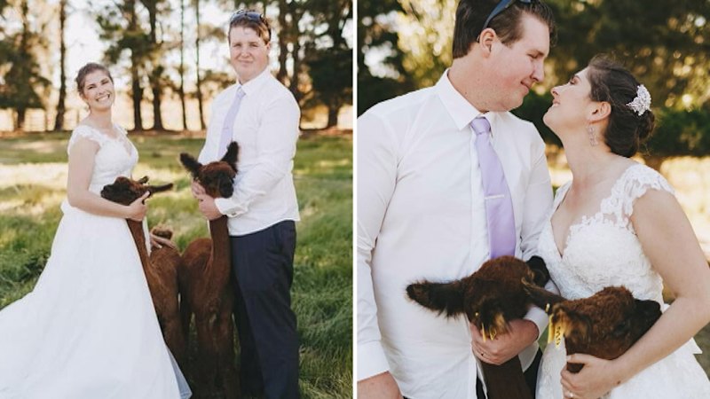 Couple find love at an Alpaca Show
