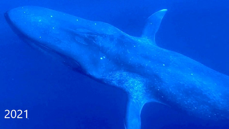 Doğu Timor mavi balina sıcak noktası oldu