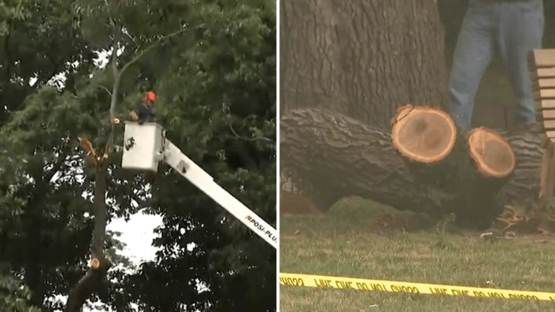 Young girl trapped by massive tree branch in United States
