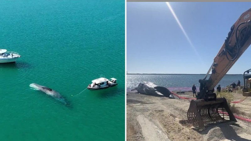 Whale removed from beach could go in museum
