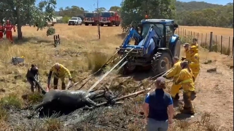 Horse rescued after becoming trapped in mud