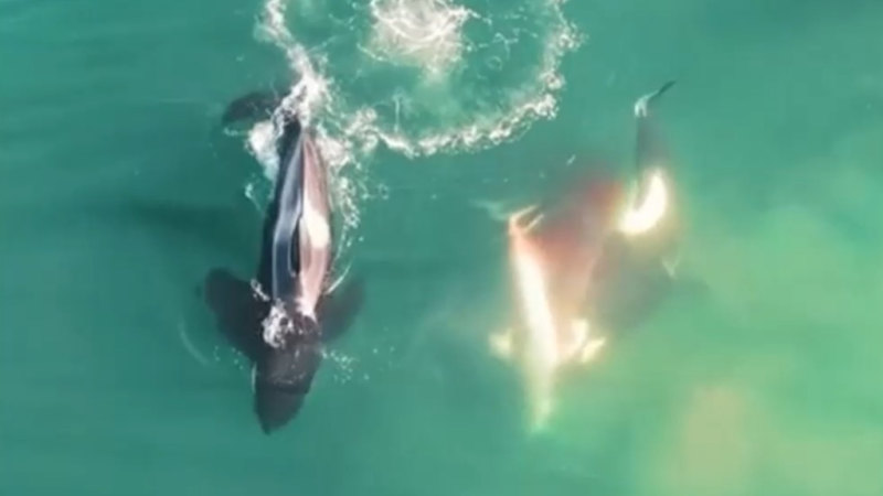 Nadir görüntüler, orcas'ın büyük beyaz köpekbalığını öldürdüğünü gösteriyor