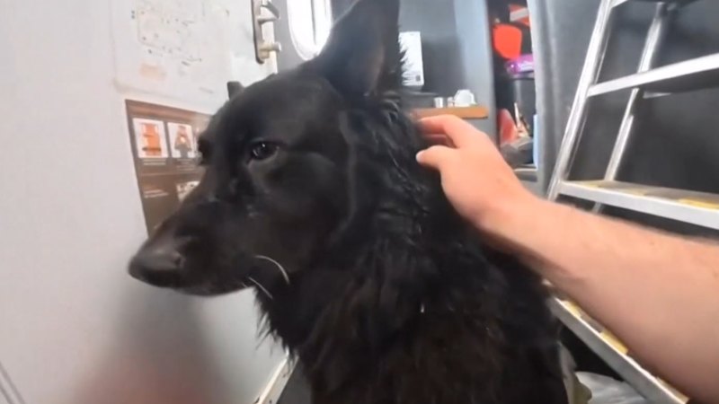 Aussie skipper rescues dog blown away on kayak