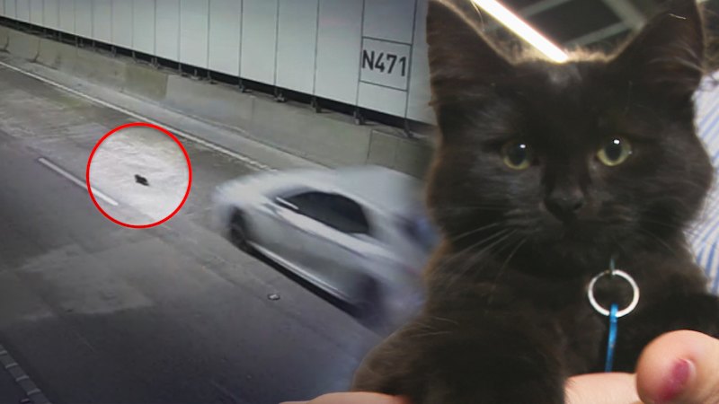 Kitten's escape from Sydney's M8 tunnel