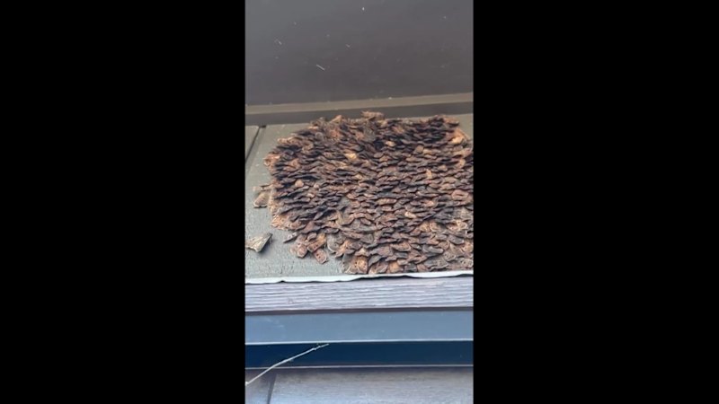 Homes hit by swarm of thousands of bogong moths