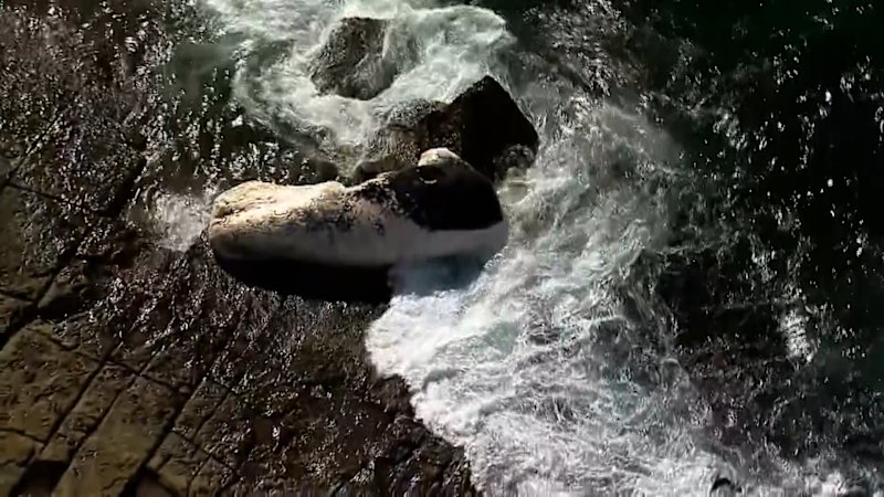 Whale washes up on Sydney beach