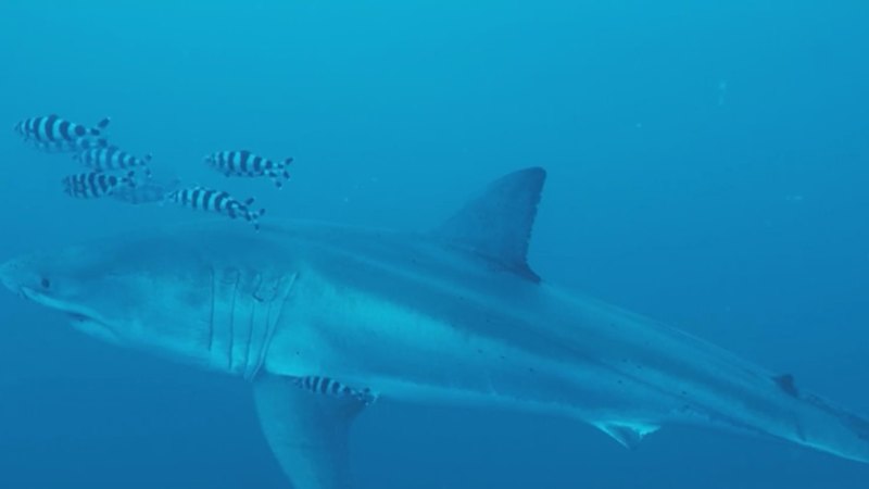 First underwater video of an adult Great White sha