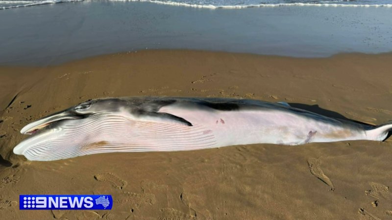 Dead whale tested for bird flu after washing up on SA beach