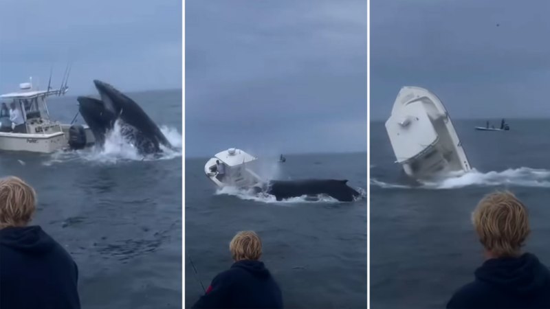 Whale capsizes boat off US coast