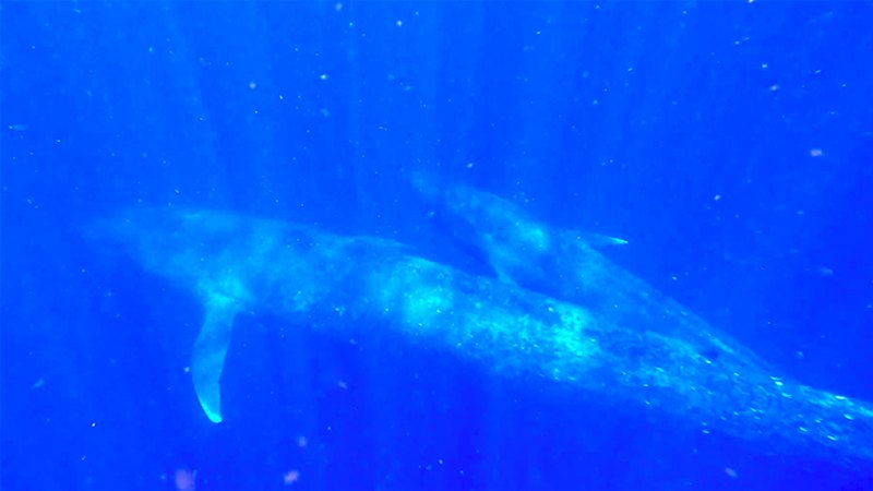 Pygmy blue whale mother and nursing calf