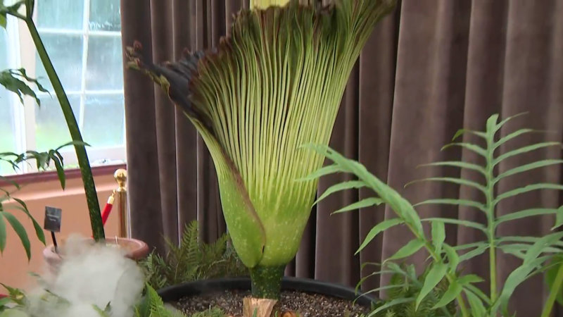 Corpse flower blooming after weeks of anticipation