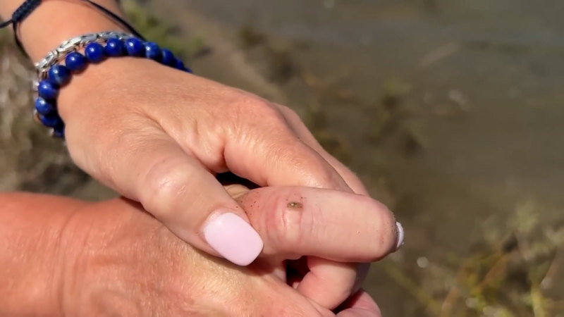 ABD'de plaj sakinlerine saldıran küçük böcekler