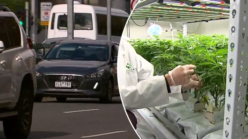 Medical cannabis users cleared to drive in Victoria