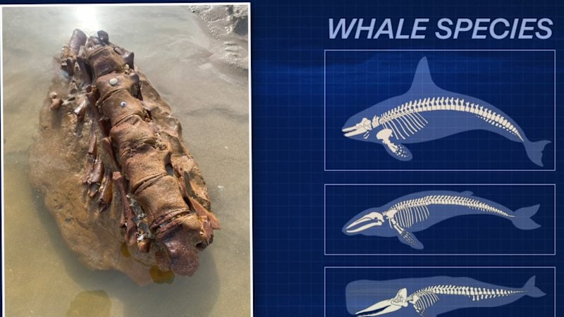 Family uncovers 20 million-year-old fossil on beach