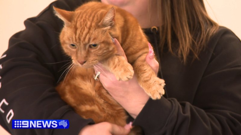 Ginger cat returns after disappearing for 11 years