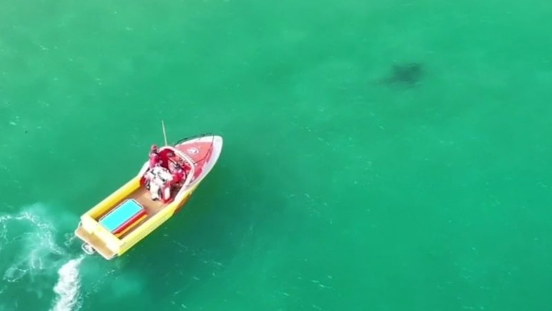 Footage shows shark close to shore south of Adelaide