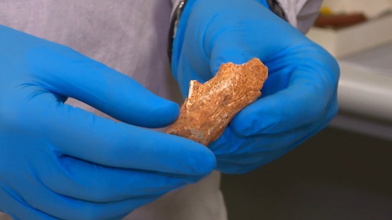 Chance finding in museum drawer leads to million-year-old scientific revelation
