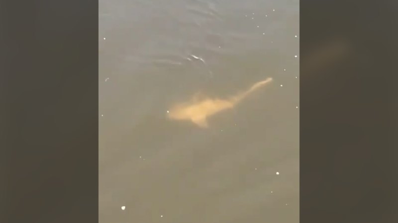 Video: Bull Sharks Spotted in the Swan River