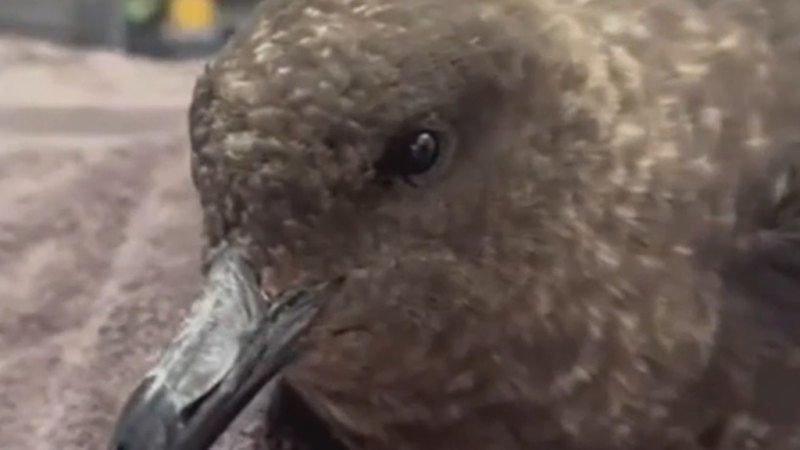 Australia's first case of deadly H5 bird flu officially confirmed.