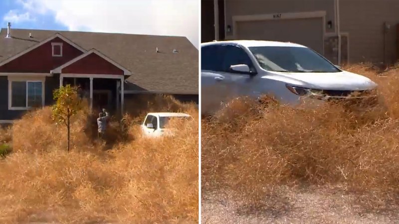 Tumbleweeds Colorado evlerini sular altında bırakıyor