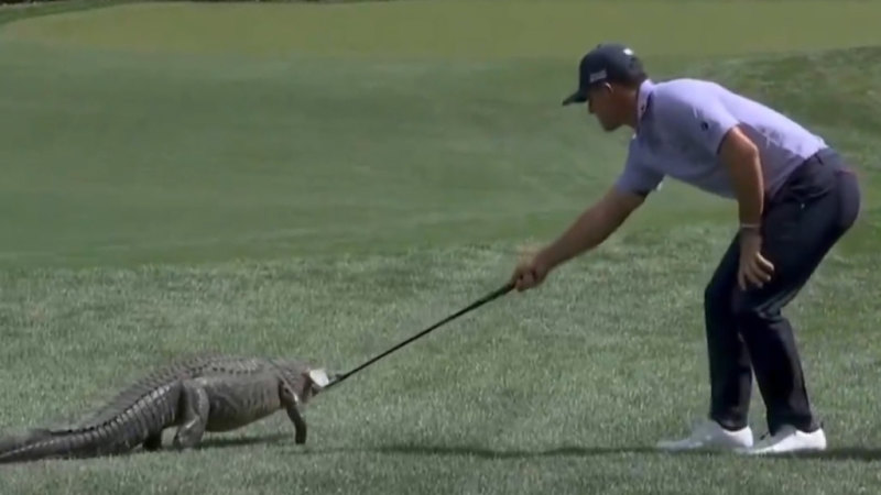 Golf star shoos alligator off fairway