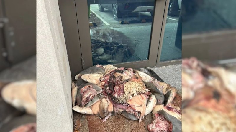 Dead fish left to rot outside WA minister’s office